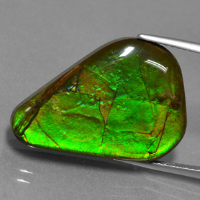 Ammolite Multicolore naturale da 17.46 ct, Forma fantasia, Opaco