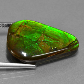 Ammolite Multicolore naturale da 17.46 ct, Forma fantasia, Opaco