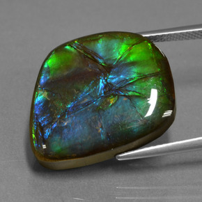 Ammolite naturale multicolore da 15,30 ct, forma fantasia, opaco