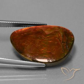 Ammolite Multicolore naturale da 18.53 ct, Taglio a fantasia, Opaco
