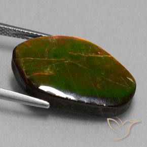 Ammolite Multicolore naturale da 14.61 ct, Taglio a fantasia, Opaco