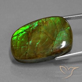 Ammolite Multicolore naturale da 13.93 ct, Taglio a fantasia, Opaco