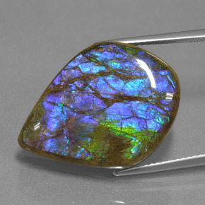 Ammolite naturale multicolore da 18,07 ct, forma fantasia, opaco
