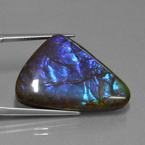 Ammolite Multicolore naturale da 22.64 ct, Forma fantasia, Opaco