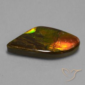 Ammolite Multicolore naturale da 21.71 ct, Taglio a fantasia, Opaco