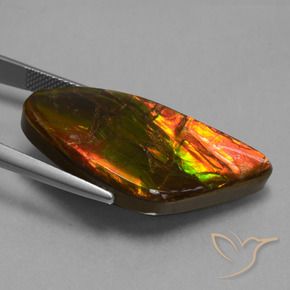 Ammolite Multicolore naturale da 21.71 ct, Taglio a fantasia, Opaco