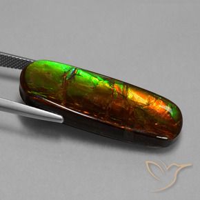 Ammolite Multicolore naturale da 24.02 ct, Taglio a fantasia, Opaco