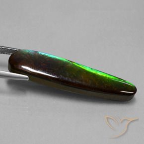 Ammolite Multicolore naturale da 19.66 ct, Taglio a fantasia, Opaco