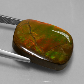 Ammolite Multicolore naturale da 20.27 ct, Forma fantasia, Opaco