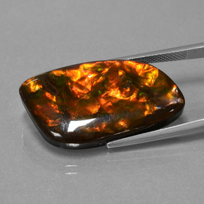 Ammolite Multicolore naturale da 20.42 ct, Forma fantasia, Opaco