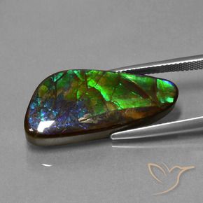Ammolite Multicolore naturale da 16.76 ct, Taglio a fantasia, Opaco