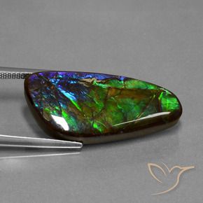 Ammolite Multicolore naturale da 16.76 ct, Taglio a fantasia, Opaco