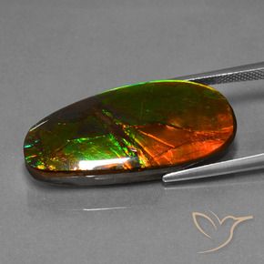 Ammolite Multicolore naturale da 21.63 ct, Taglio a fantasia, Opaco