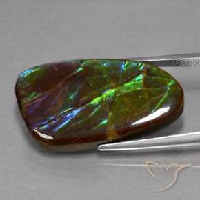 Ammolite Multicolore naturale da 23.16 ct, Taglio a fantasia, Opaco