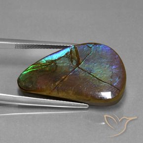 Ammolite Multicolore naturale da 20.44 ct, Taglio a fantasia, Opaco
