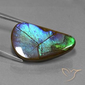 Ammolite Multicolore naturale da 20.44 ct, Taglio a fantasia, Opaco