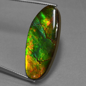 Ammolite naturale multicolore da 17,75 ct, forma fantasia, opaco