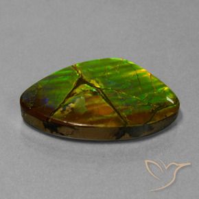 Ammolite Multicolore naturale da 24.51 ct, Taglio a fantasia, Opaco