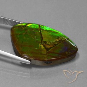 Ammolite Multicolore naturale da 24.51 ct, Taglio a fantasia, Opaco