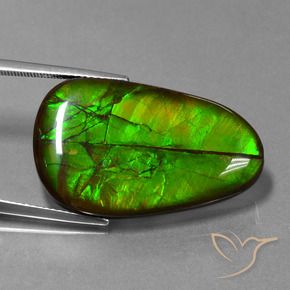 Ammolite Multicolore naturale da 21.60 ct, Taglio a fantasia, Opaco