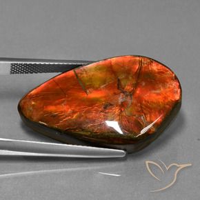 Ammolite Multicolore naturale da 23.21 ct, Taglio a fantasia, Opaco