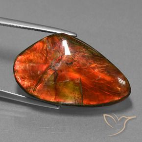 Ammolite Multicolore naturale da 23.21 ct, Taglio a fantasia, Opaco