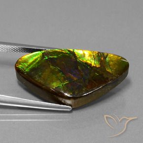 Ammolite Multicolore naturale da 18.77 ct, Taglio a fantasia, Opaco
