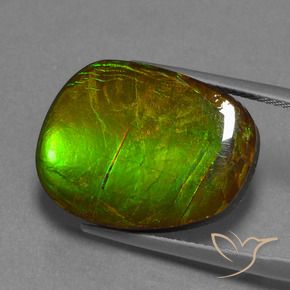 Ammolite Multicolore naturale da 14.13 ct, Taglio a fantasia, Opaco