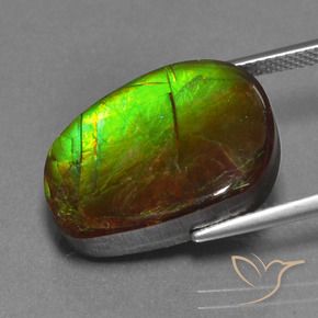 Ammolite Multicolore naturale da 14.13 ct, Taglio a fantasia, Opaco