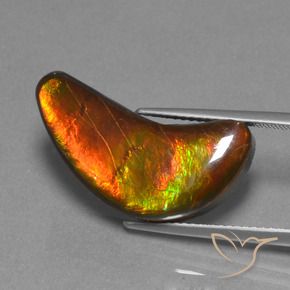 Ammolite Multicolore naturale da 12.08 ct, Taglio a fantasia, Opaco