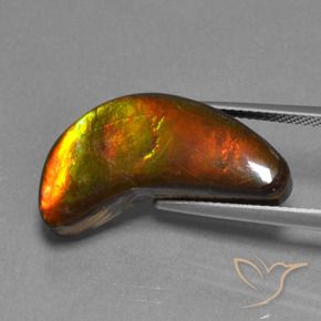 Ammolite Multicolore naturale da 12.08 ct, Taglio a fantasia, Opaco