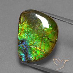 Ammolite Multicolore naturale da 12.44 ct, Taglio a fantasia, Opaco