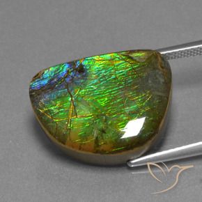 Ammolite Multicolore naturale da 12.44 ct, Taglio a fantasia, Opaco