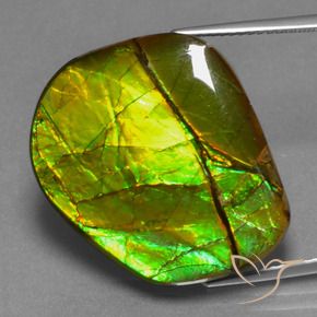 Ammolite Multicolore naturale da 21.26 ct, Taglio a fantasia, Opaco