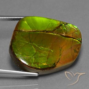 Ammolite Multicolore naturale da 21.26 ct, Taglio a fantasia, Opaco