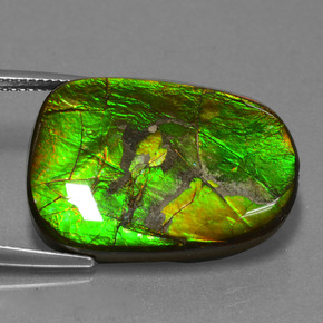 Ammolite Multicolore naturale da 24.20 ct, Forma fantasia, Opaco