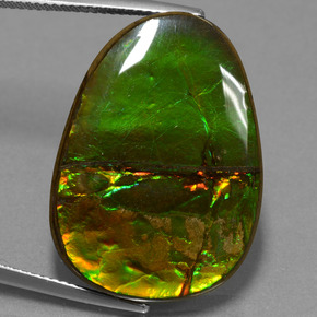 Ammolite naturale multicolore da 24,70 ct, forma fantasia, opaco