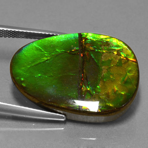 Ammolite naturale multicolore da 24,70 ct, forma fantasia, opaco