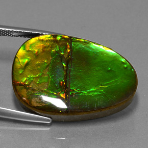 Ammolite naturale multicolore da 24,70 ct, forma fantasia, opaco