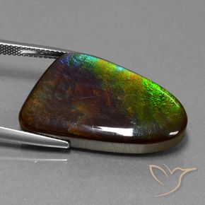 Ammolite Multicolore naturale da 22.78 ct, Taglio a fantasia, Opaco