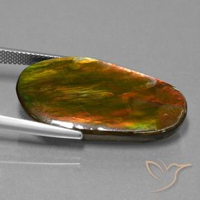 Ammolite Multicolore naturale da 18.71 ct, Taglio a fantasia, Opaco