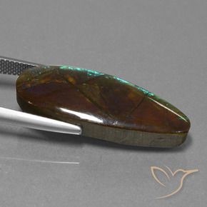 Ammolite Multicolore naturale da 14.36 ct, Taglio a fantasia, Opaco