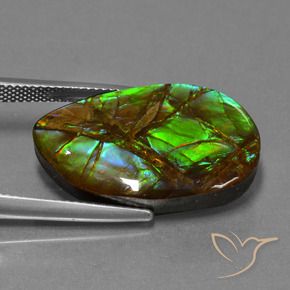 Ammolite Multicolore naturale da 18.19 ct, Taglio a fantasia, Opaco