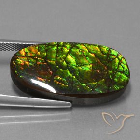 Ammolite Multicolore naturale da 21.50 ct, Taglio a fantasia, Opaco