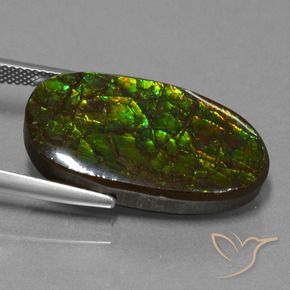 Ammolite Multicolore naturale da 21.50 ct, Taglio a fantasia, Opaco