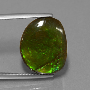 Ammolite Multicolore naturale da 10.58 ct, Forma fantasia, Opaco