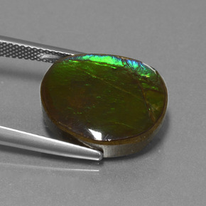 Ammolite Multicolore naturale da 10.58 ct, Forma fantasia, Opaco