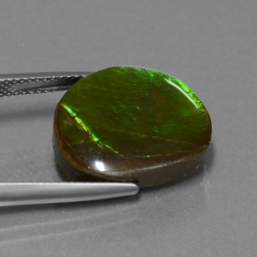 Ammolite Multicolore naturale da 10.58 ct, Forma fantasia, Opaco