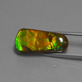 Ammolite naturale multicolore da 11,73 ct, forma fantasia, opaco