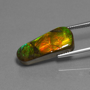 Ammolite naturale multicolore da 11,73 ct, forma fantasia, opaco